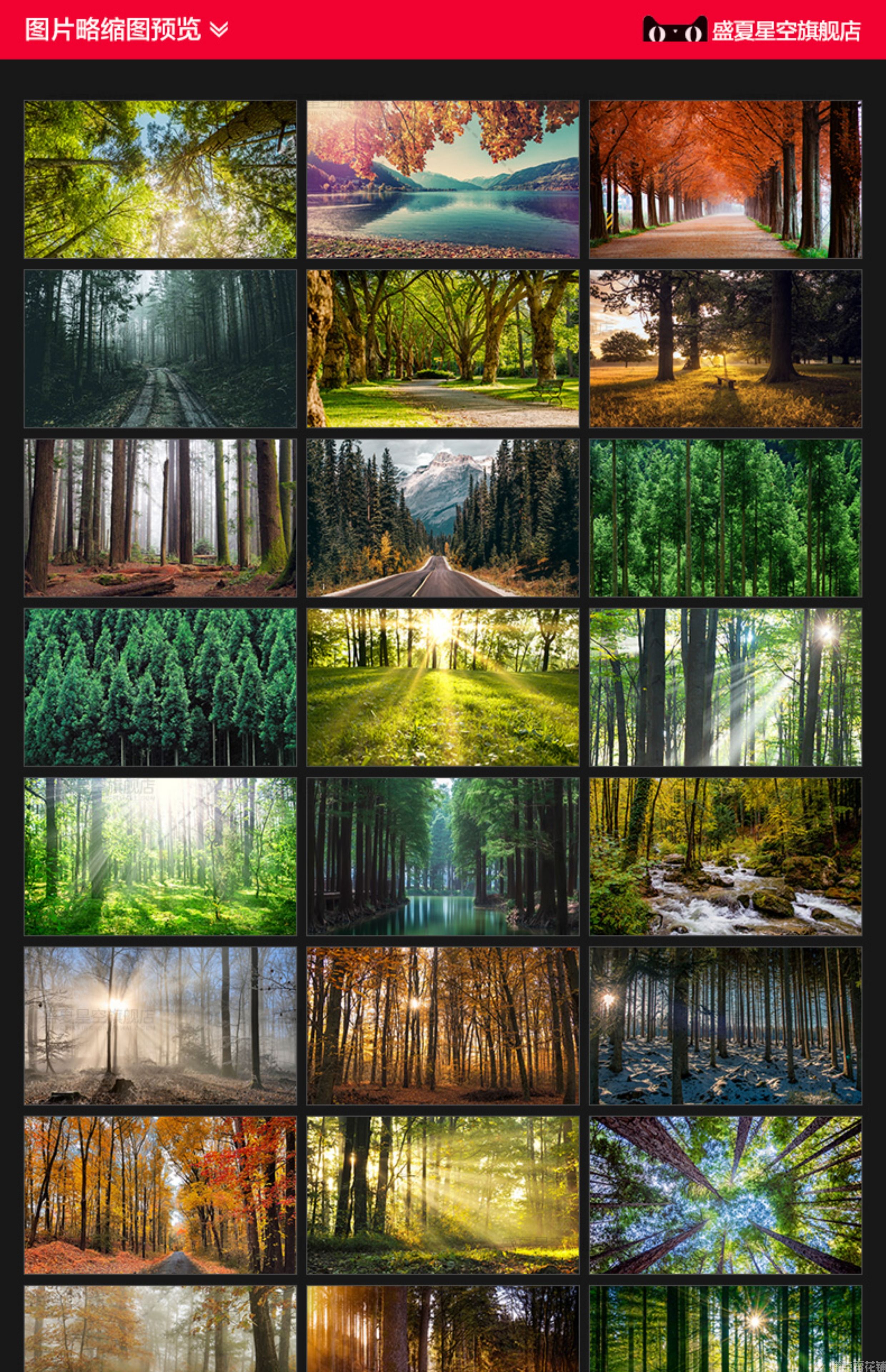 唯美树林小路森林风景阳光穿透绿叶红叶黄叶壁纸直播背景图片素材(图3)