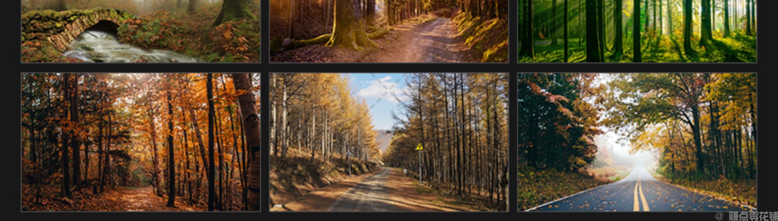 唯美树林小路森林风景阳光穿透绿叶红叶黄叶壁纸直播背景图片素材(图4)