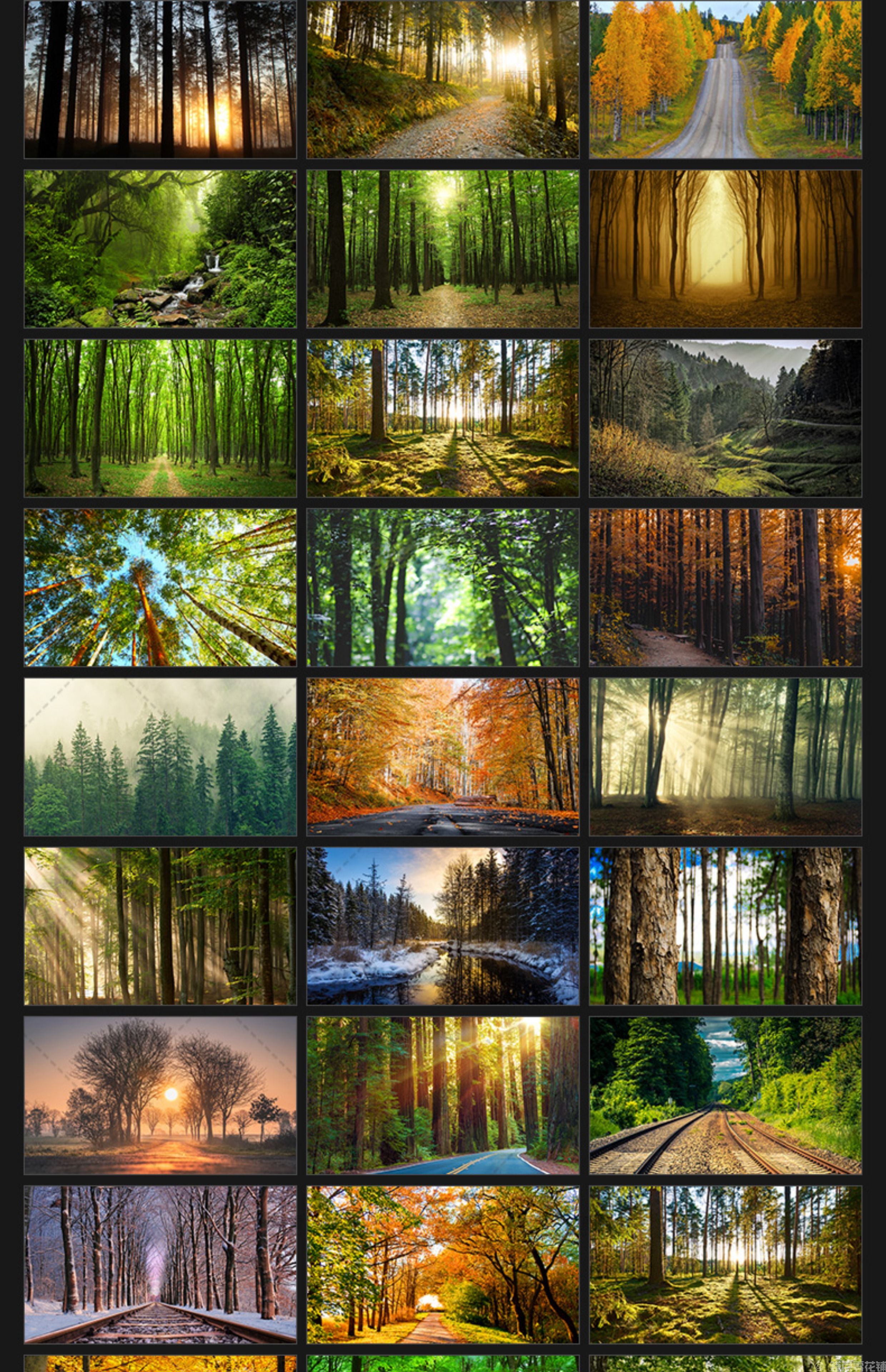 唯美树林小路森林风景阳光穿透绿叶红叶黄叶壁纸直播背景图片素材(图5)