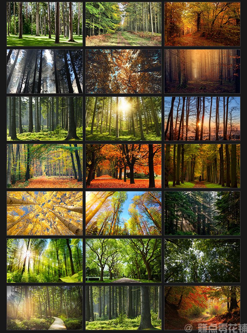 唯美树林小路森林风景阳光穿透绿叶红叶黄叶壁纸直播背景图片素材(图7)