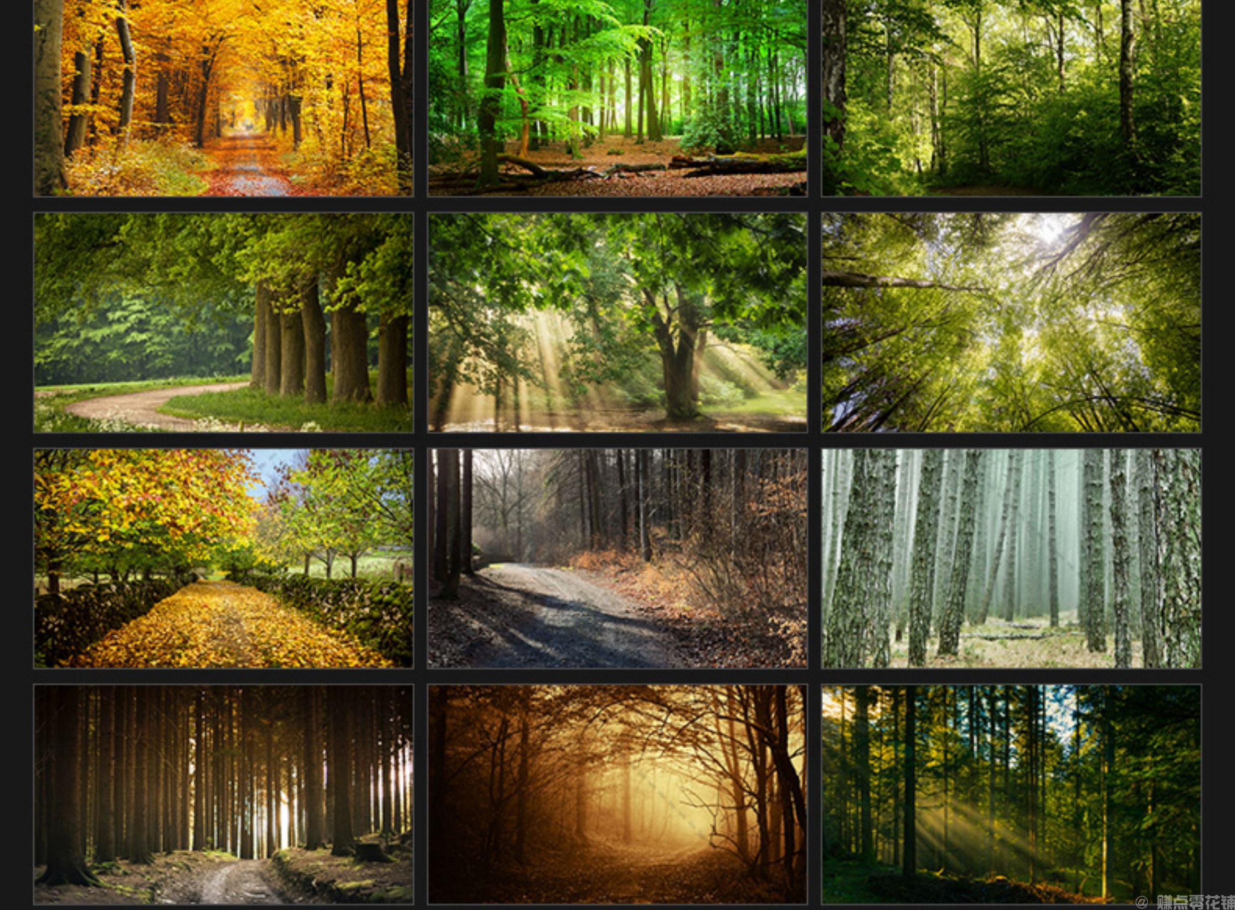 唯美树林小路森林风景阳光穿透绿叶红叶黄叶壁纸直播背景图片素材(图6)